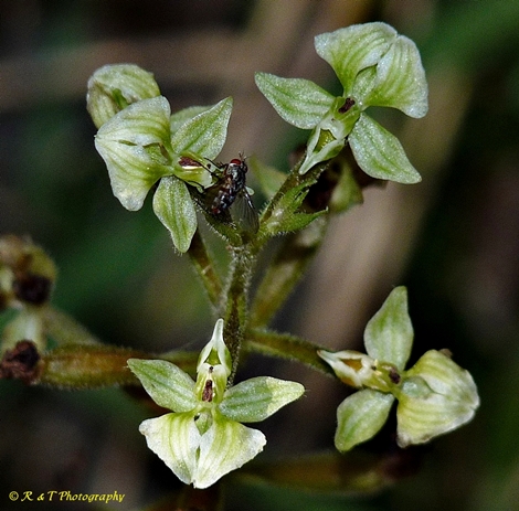 {Ponthieva racemosa}
